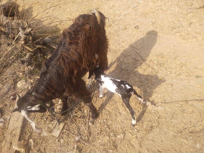 goat  with 1 female bachi 4