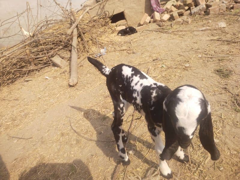 goat  with 1 female bachi 5