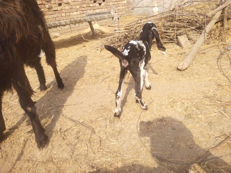 goat  with 1 female bachi 6