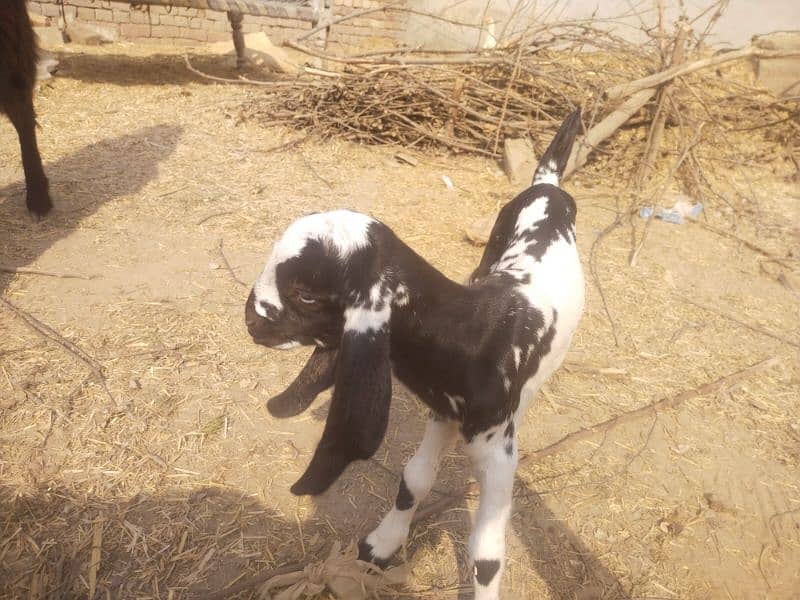 goat  with 1 female bachi 7