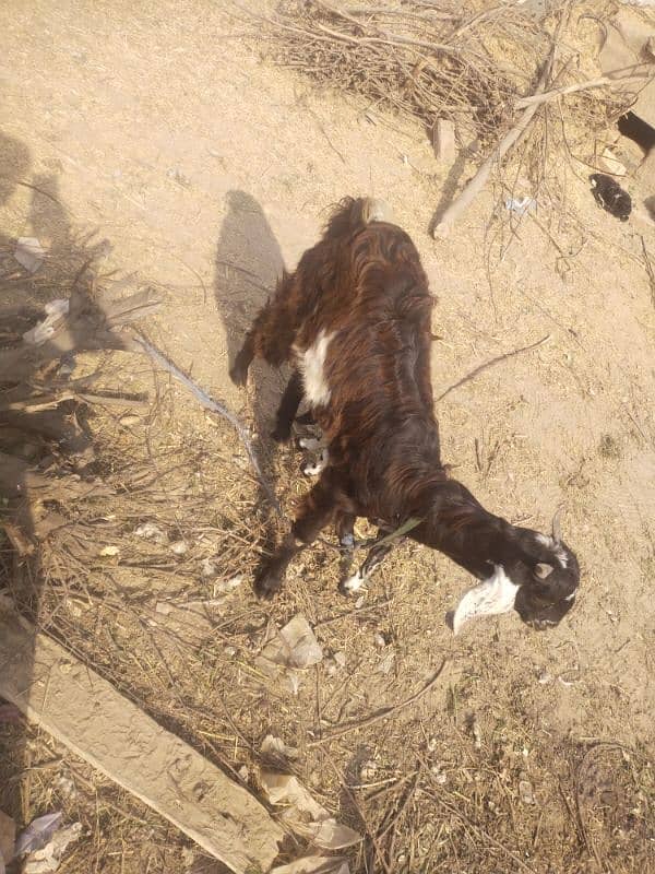 goat  with 1 female bachi 8