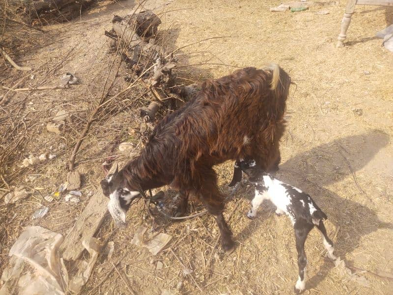 goat  with 1 female bachi 9