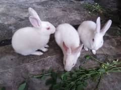 3 Cute Red Eye baby Rabbits