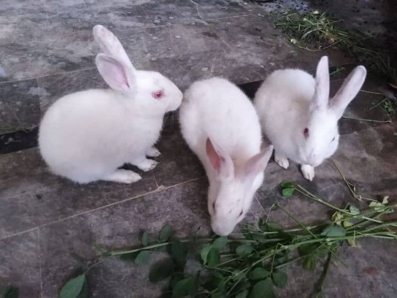 3 Cute Red Eye baby Rabbits 0