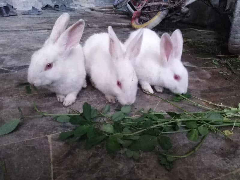 3 Cute Red Eye baby Rabbits 1