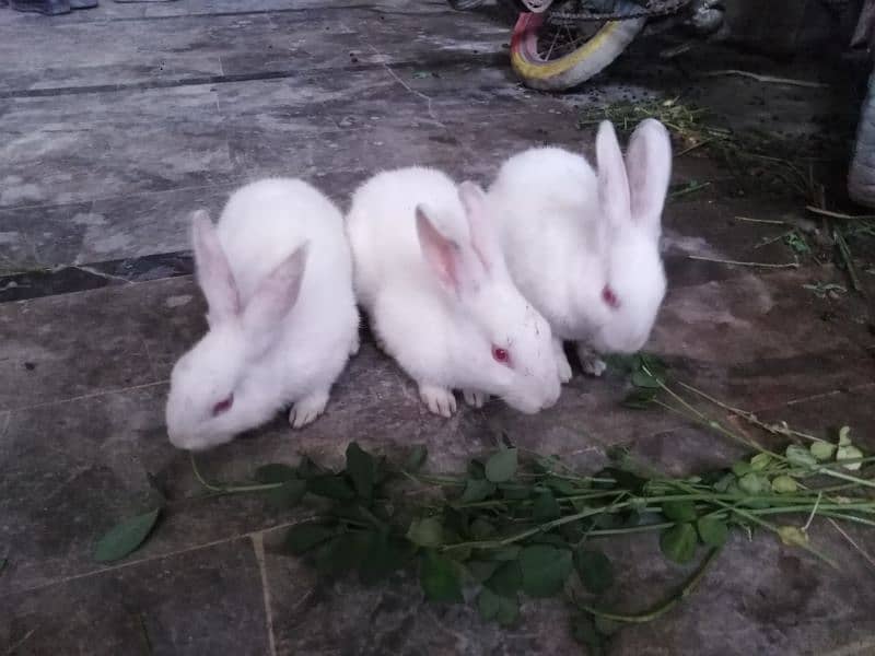 3 Cute Red Eye baby Rabbits 2