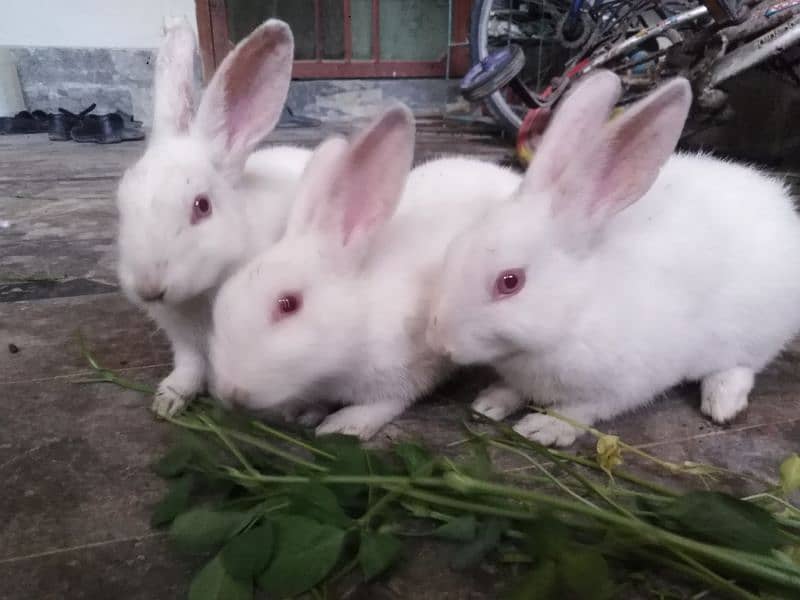 3 Cute Red Eye baby Rabbits 3