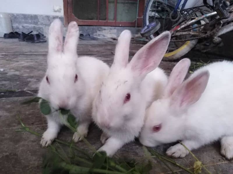 3 Cute Red Eye baby Rabbits 4