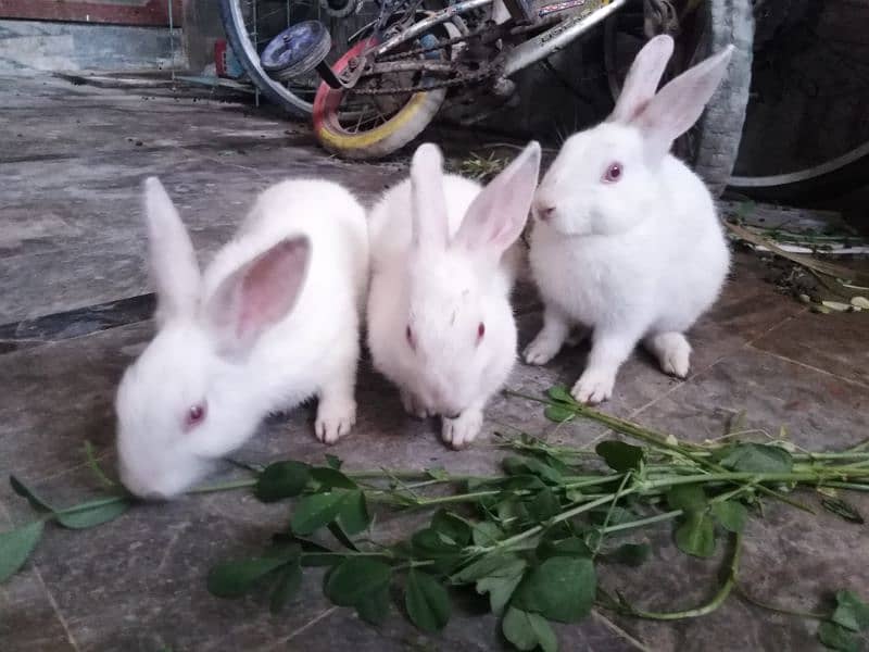 3 Cute Red Eye baby Rabbits 5