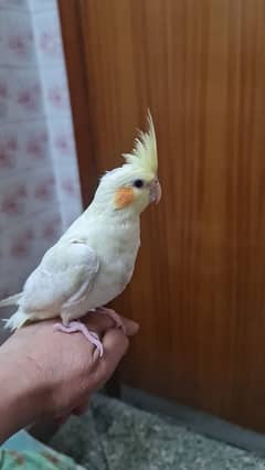 male cockatiel for sale