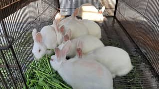 White Red Eyes Pregnant Female Rabbit