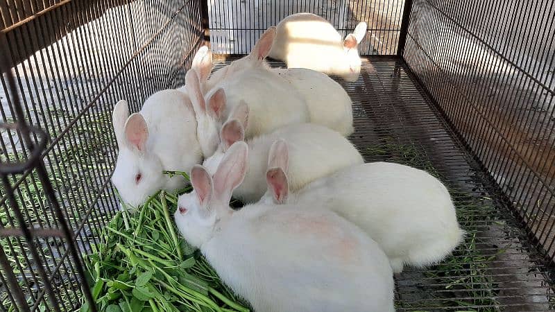 White Red Eyes Pregnant Female Rabbit 0