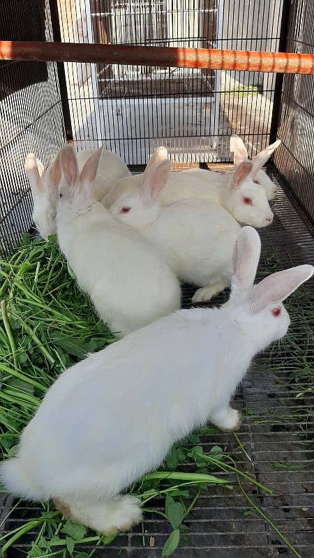 White Red Eyes Pregnant Female Rabbit 1