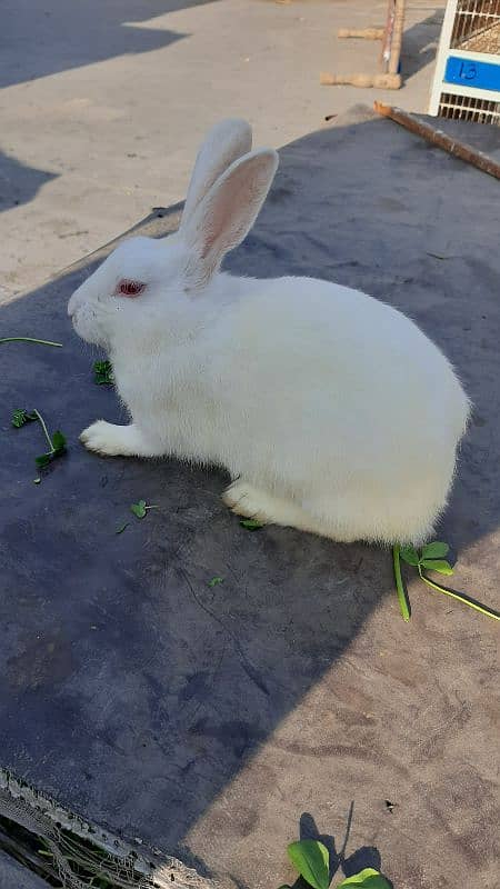 White Red Eyes Pregnant Female Rabbit 2