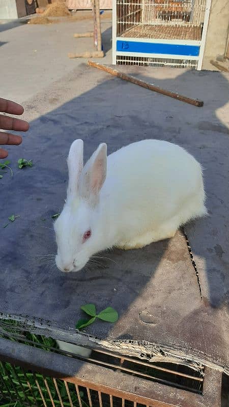 White Red Eyes Pregnant Female Rabbit 3