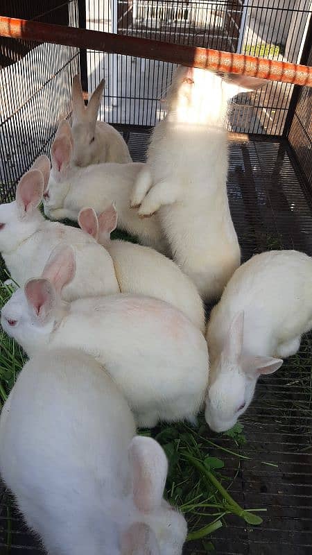 White Red Eyes Pregnant Female Rabbit 4