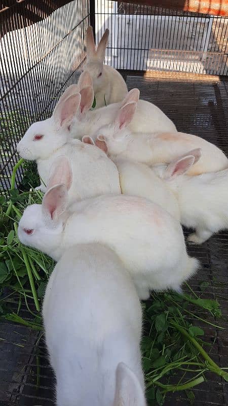 White Red Eyes Pregnant Female Rabbit 5