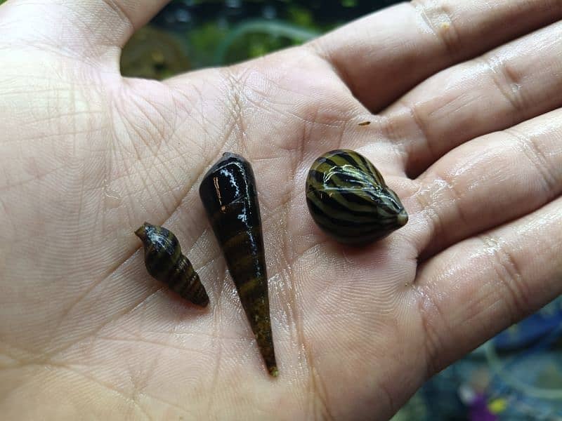 Aquarium snails, Mystery, Zebra Nirate, Assa-ssin 1