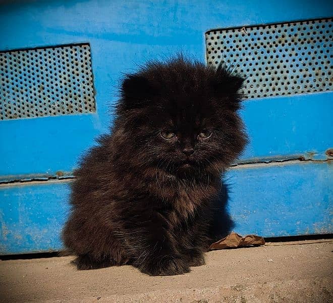 Pure Persian Black Kittens Pair 1