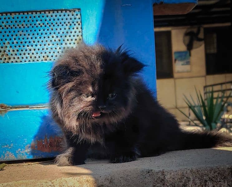 Pure Persian Black Kittens Pair 3