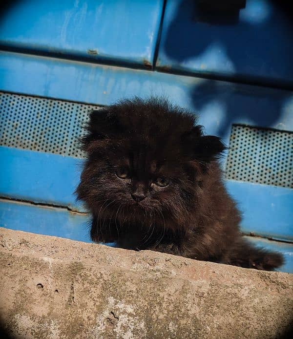 Pure Persian Black Kittens Pair 7