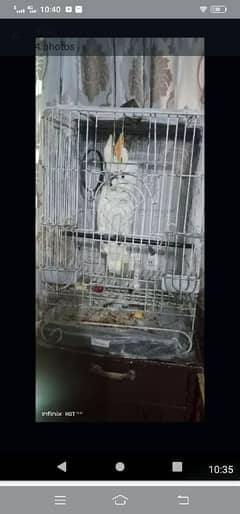 cockatoo for sale