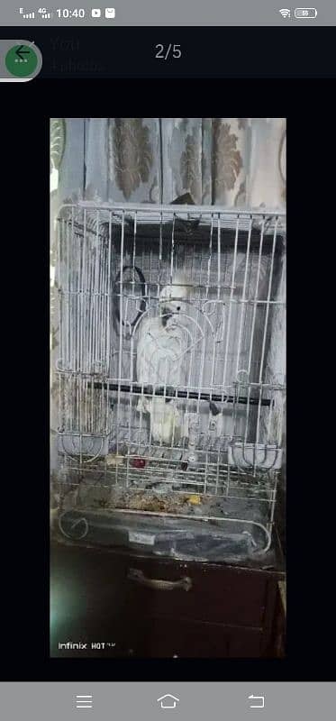 cockatoo for sale 2