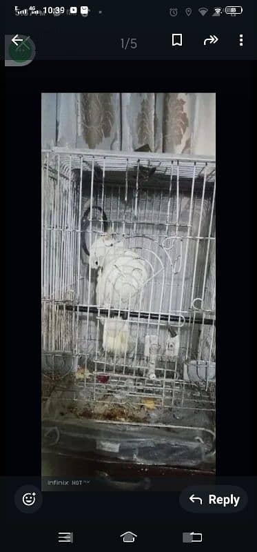 cockatoo for sale 3