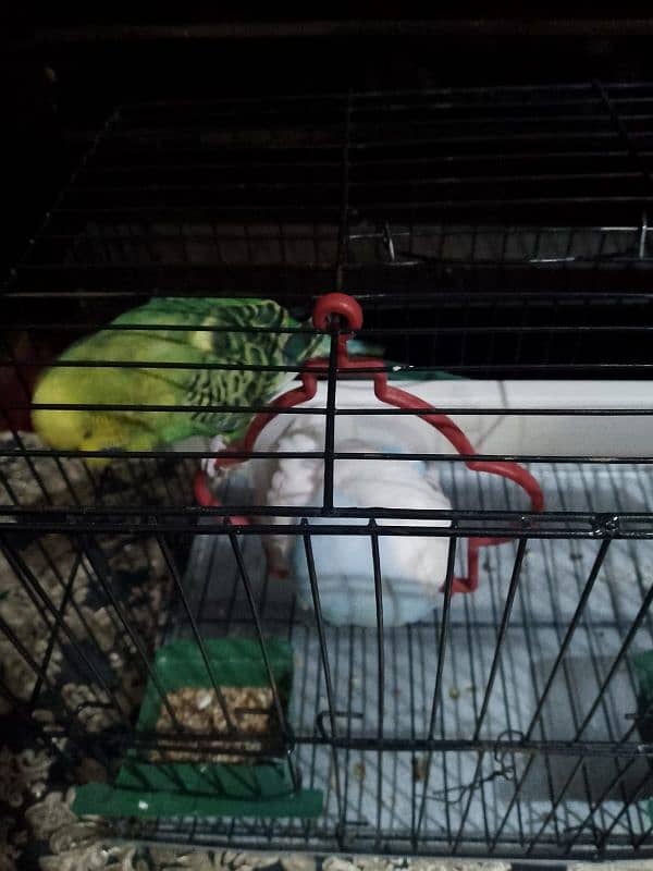 parrot 0