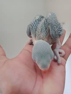 raw parrot chicks baby