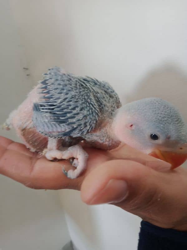 raw parrot chicks baby 1