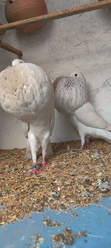 Ready to bread pair or   1 extra female   Rawalpindi Paper white  bird 1