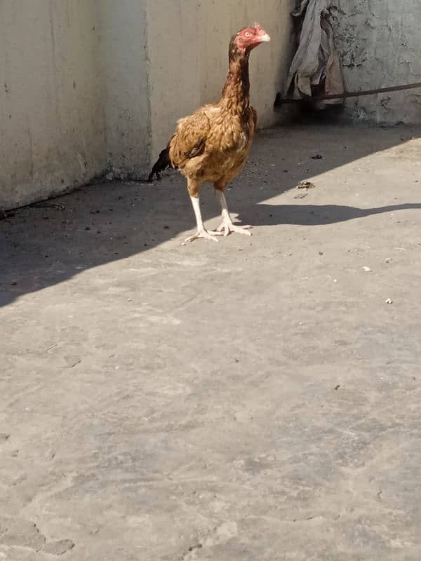 aseel egg laying hen 4