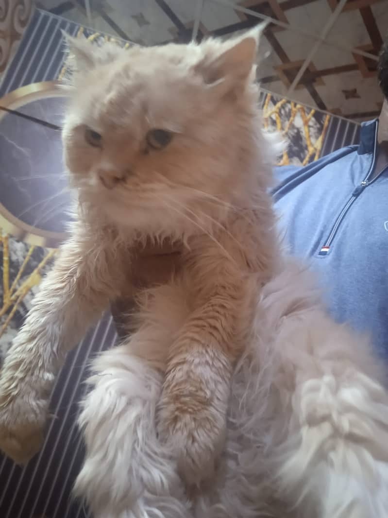 Persian Cat 0