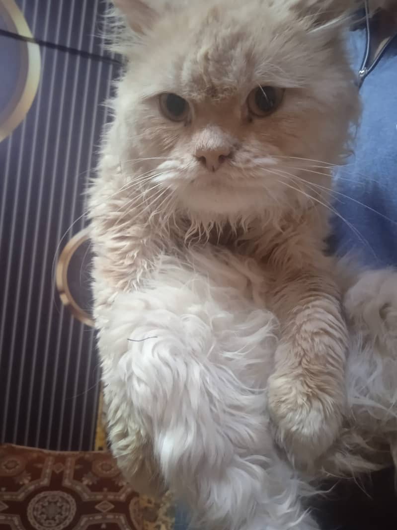 Persian Cat 1