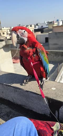 green wings macaw