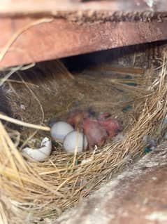 Love birds breader pair with eggs and chicks