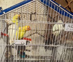 Love birds for sale