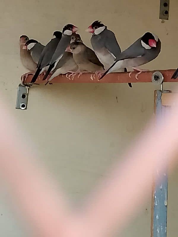 grey java breeding pair or pathe mix all colony sell 0