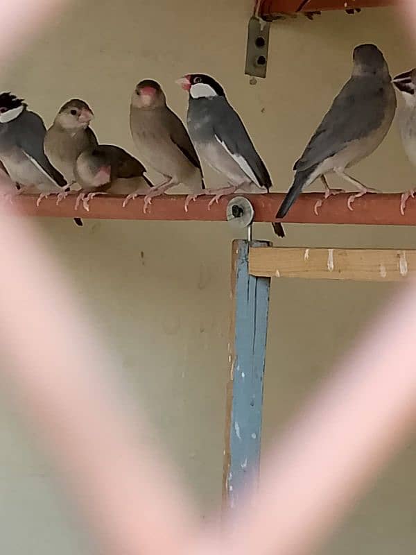 grey java breeding pair or pathe mix all colony sell 1