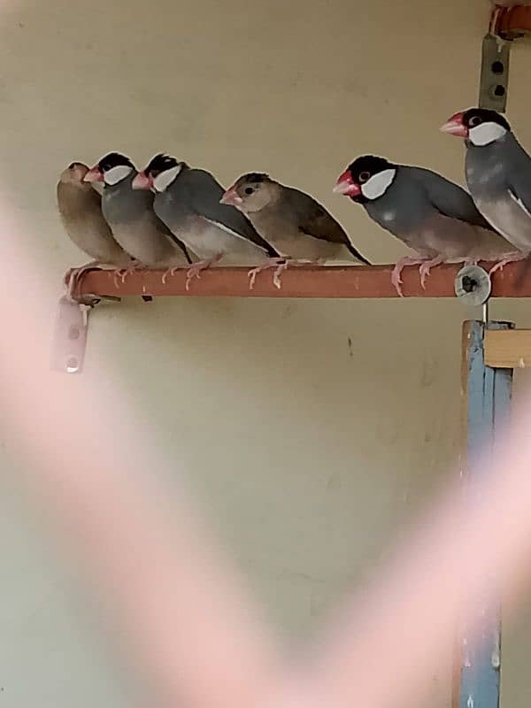 grey java breeding pair or pathe mix all colony sell 2