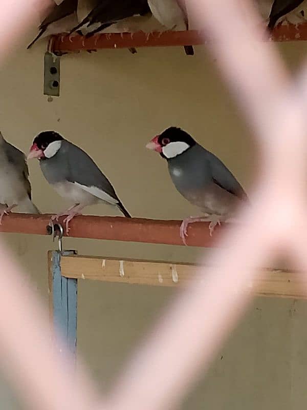 grey java breeding pair or pathe mix all colony sell 3