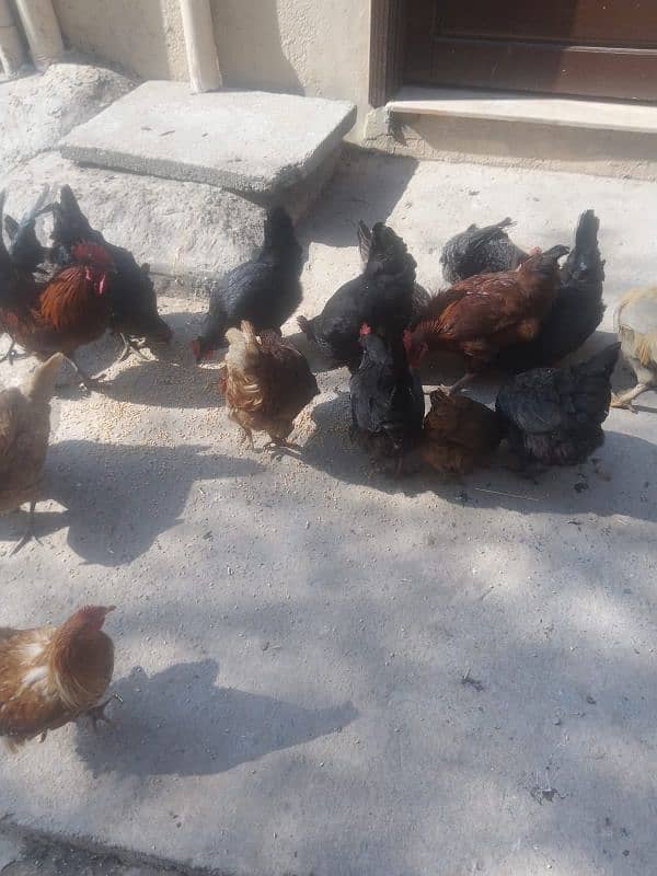 lohman brown+golden misri+Austrolop hens for sale 0