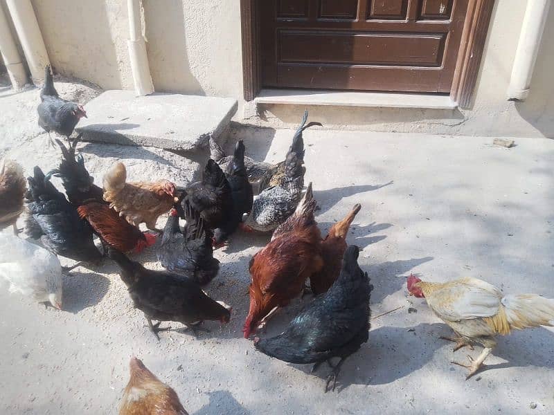 lohman brown+golden misri+Austrolop hens for sale 1