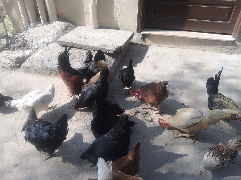 lohman brown+golden misri+Austrolop hens for sale 2