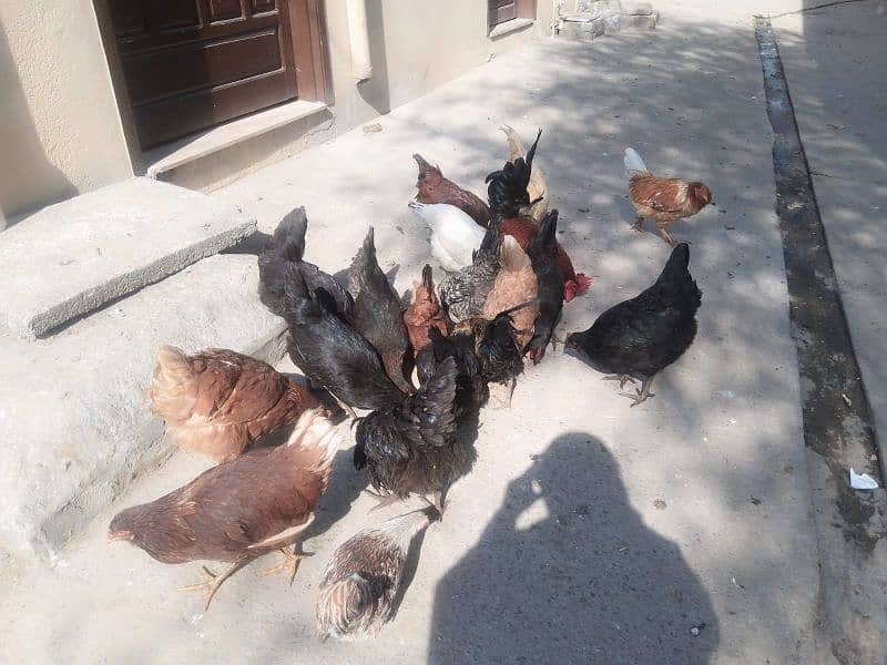 lohman brown+golden misri+Austrolop hens for sale 3