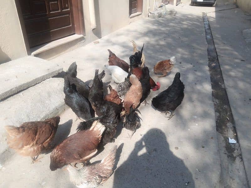 lohman brown+golden misri+Austrolop hens for sale 4