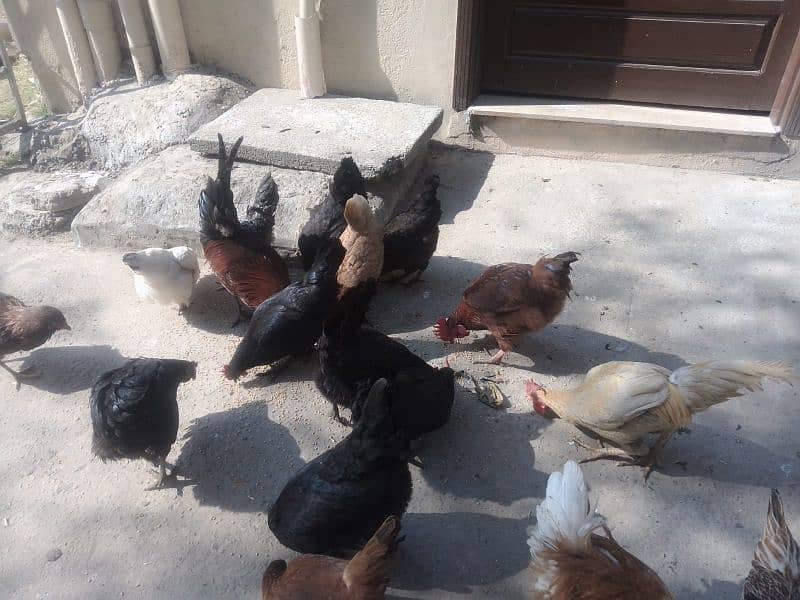 lohman brown+golden misri+Austrolop hens for sale 5