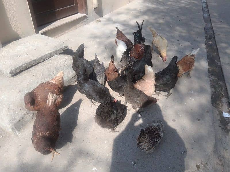 lohman brown+golden misri+Austrolop hens for sale 6