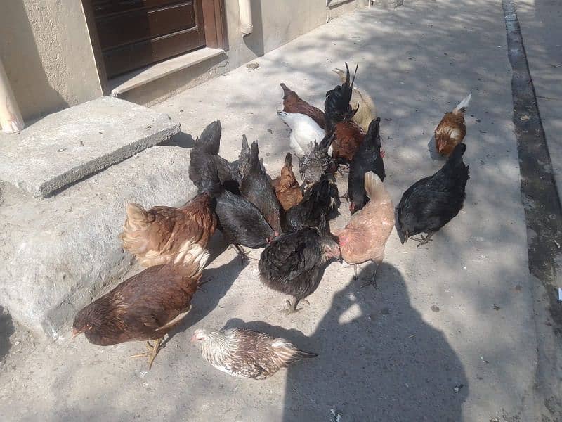 lohman brown+golden misri+Austrolop hens for sale 7